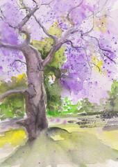 Spring, a flowering old tree