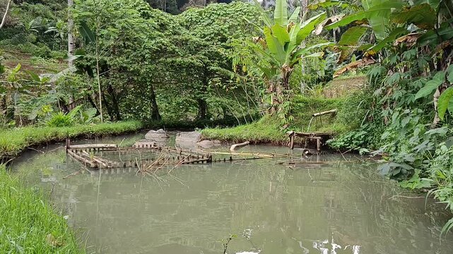 video of fish pond and footpath