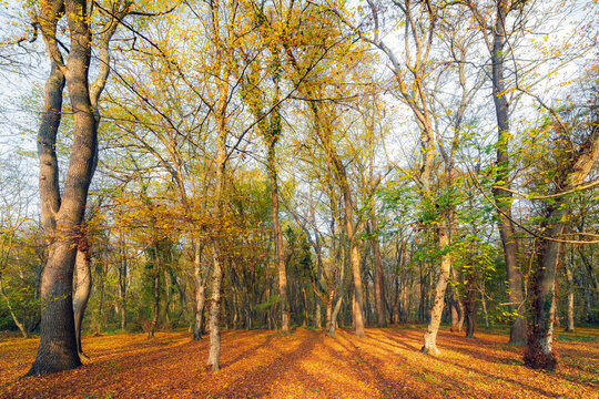 A glade in an autumn forest covered with fallen dry yellow leaves