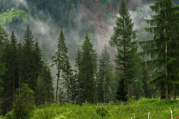Fototapeta premium early morning foggy landscape inside Val San Nicolò, Pozza di Fassa, Dolomites, Italy