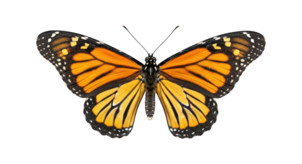 Monarch butterfly top view orange wings, black & white borders, black body