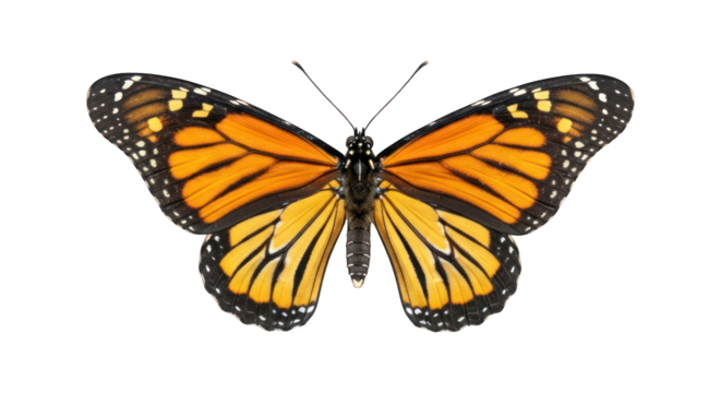 Monarch butterfly top view orange wings, black & white borders, black body