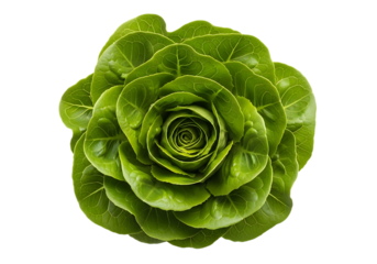 Top view of a fresh, vibrant green butterhead lettuce head with tightly packed leaves, isolated on transparent background