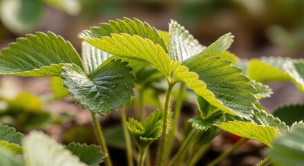 Fresh Green Strawberry Leaves Growing in Garden During Bright Sunny Day