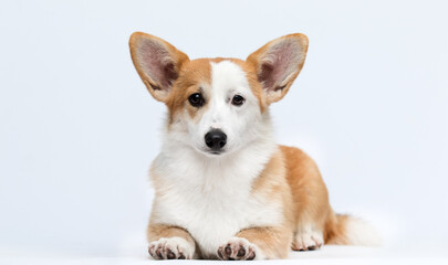 Red and White Pembroke Welsh Corgi Dog Lying Down on White Background.
