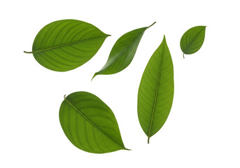 Fototapeta premium Collection of five vibrant green plant leaves of various shapes and sizes displayed against a stark transparent background, isolated on transparent background