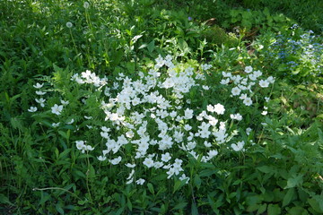Weiße Blumen auf Blumenbeet