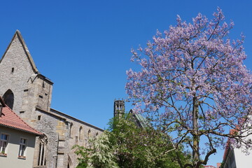 Bl&uuml;hender Blauglockenbaum vor der Ruine der Barf&uuml;&szlig;erkirche in Erfurt