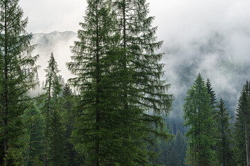 early morning foggy landscape inside Val San Nicolò, Pozza di Fassa, Dolomites, Italy