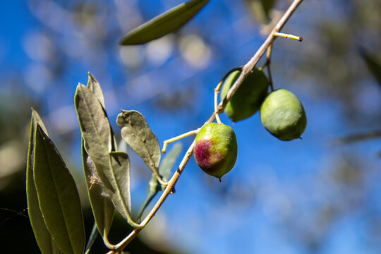Close-up of fresh, raw green olives growing on a branch of an olive tree, natural sunlight with a soft bokeh background. This image captures the essence of healthy, organic, and natural food - Powered by Adobe