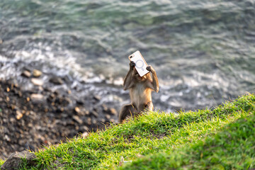 Lombok Indonesia – Monkey holding a stolen phone at Bukit Merese as if taking selfies while visitors enjoy the dramatic sunset.