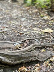 Twisted tree roots stretch across the woodland floor, surrounded by scattered dry leaves and soft earth. Natural textures and muted tones create a calm forest scene with detail and subtle depth.