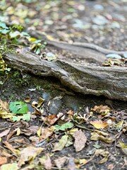 Twisted tree roots stretch across the woodland floor, surrounded by scattered dry leaves and soft earth. Natural textures and muted tones create a calm forest scene with detail and subtle depth.