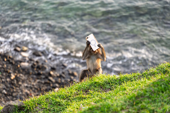 Lombok Indonesia &ndash; Monkey holding a stolen phone at Bukit Merese as if taking selfies while visitors enjoy the dramatic sunset.