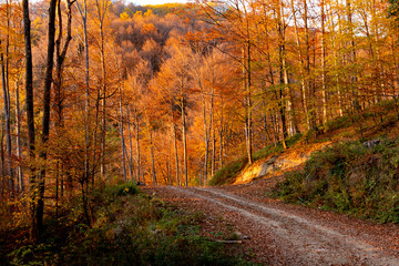 Fototapeta premium Mountain beech forest on a bright autumn day