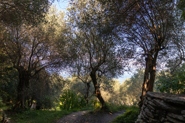 Fototapeta premium A solitary mature olive tree with a gnarled trunk and a dense silvery-green crown standing in a sunny garden with a green lawn and hedges, evoking a Mediterranean landscape