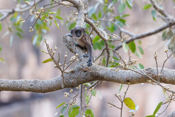 Hanuman-Langur auf einem Baum im Ranthambhore Nationalpark, Indien