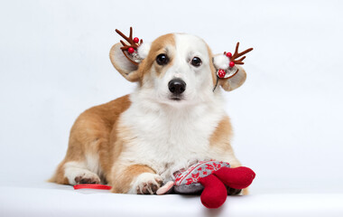 Cute Pembroke Welsh Corgi Dog in Reindeer Antlers Lying with Christmas Toy.