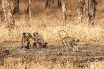 Hanuman Languren bei der gegenseitigen Fellpflege im Ranthambhore Nationalpark, Indien