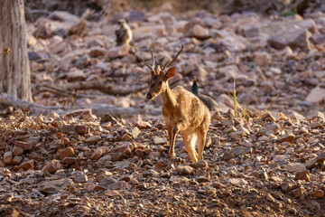 Axishirsch im Ranthambhore Nationalpark, Indien