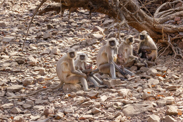 Indische Languren sitzen aufgereiht am Boden im Ranthambhore Nationalpark, Indien, mit ihren Babys im Arm