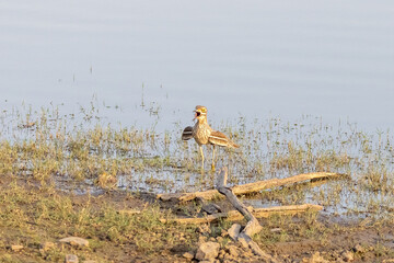 Triel mit offenem Schnabel an einem Gewässer im Ranthambhore Nationalpark, Indien