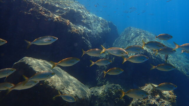 Salema porgy or dreamfish (Sarpa salpa) undersea, Ligurian Sea, Italy, Imperia