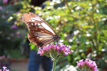 光のちょうちょ