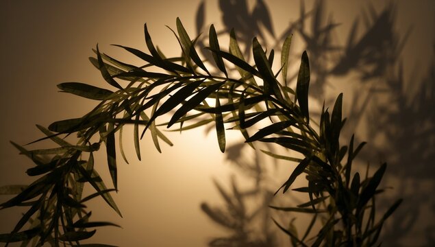 Arching plant branch with narrow leaves casting layered shadows on warm studio wall, amber light - Powered by Adobe