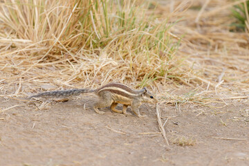 Streifenhörnchen im Ranthambhore Nationalpark, Indien