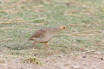 Wachtelfrankolin im Ranthambhore Nationalpark, Indien