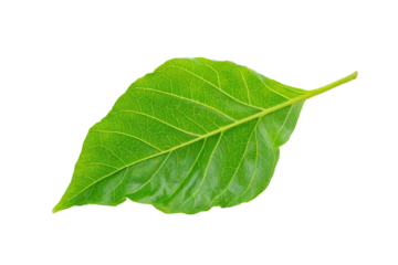 Fresh green leaf with visible veins, isolated on transparent background