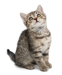 Obraz premium Small gray kitten isolated on white background.