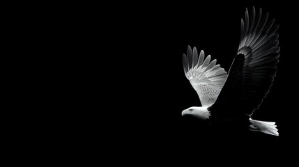 Majestic bald eagle with outstretched wings soaring against dramatic black background, symbolizing freedom, power and American wildlife.