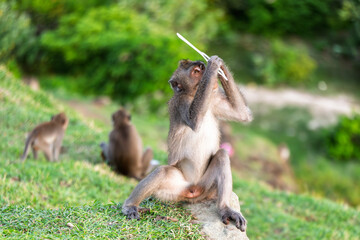 Lombok Indonesia – Monkey holding a stolen mirror at Bukit Merese while people gather on the cliffs to watch the colorful sunset.