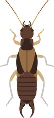 Detailed vector illustration of an earwig insect isolated on a solid black background suitable for
