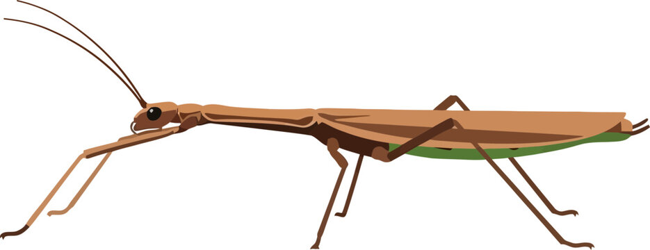 Detailed illustration of a stick insect with a dark background and long antennae