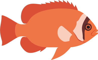 Isolated vibrant orange tropical fish with distinctive markings and fins on black backdrop