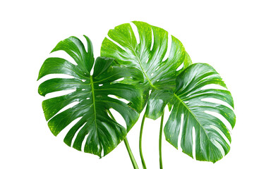 Three vibrant green monstera deliciosa leaves, isolated on transparent background © Vivid Pixel