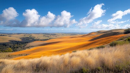 Golden fields on rolling hills meet the horizon under a sunny, cloudy sky