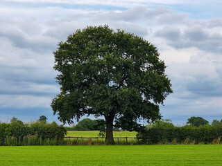 Solitary oak centered in a green field with hedgerows and pastures