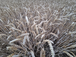 Golden wheat heads arc toward camera in late summer harvest view
