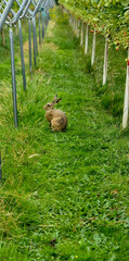 Wild hare on grassy lane between apple trees in rural orchard