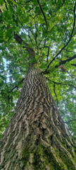 Worms eye view of a mature oak trunk and canopy in late spring