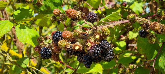 Close view of ripening blackberries on a thorny bramble cane