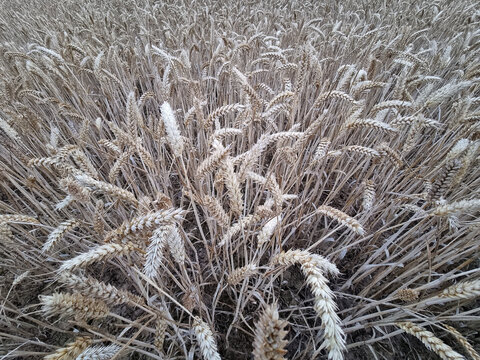 Golden wheat heads arc toward camera in late summer harvest view