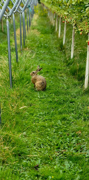 Wild hare on grassy lane between apple trees in rural orchard