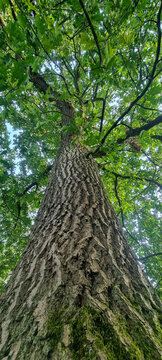 Worms eye view of a mature oak trunk and canopy in late spring