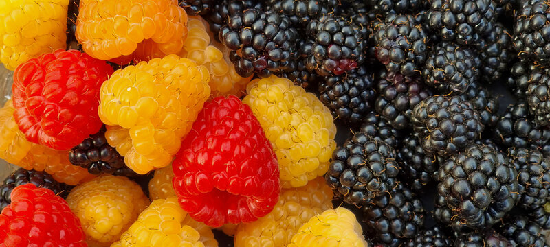 Close up of raspberries and blackberries with dewy shine and detail