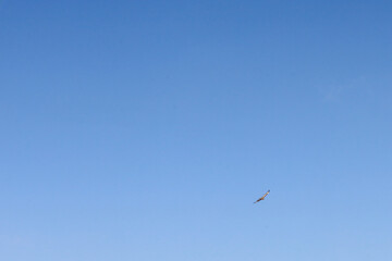​A minimalistic shot of a bright blue, cloudless sky, where a small bird with outstretched wings flies high below. The image conveys a sense of freedom, space, a bright sunny day, and height.